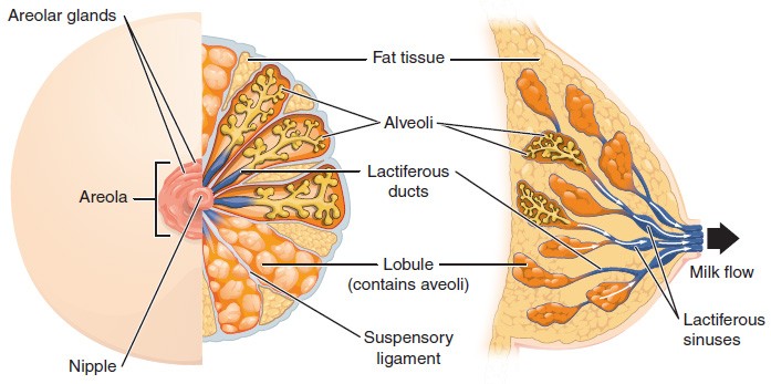 Breast Anatomy